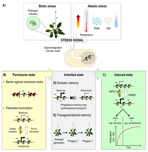 Histone Methylation - A Cornerstone for Plant Responses to ...