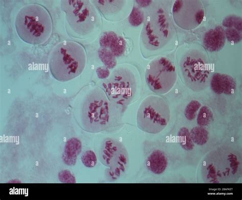 Chromosomes in the nucleus of a cell Stock Photo - Alamy