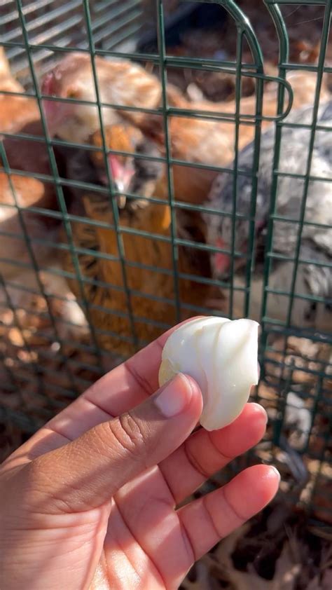 Feeding Eggs To Your Backyard Chickens Artofit