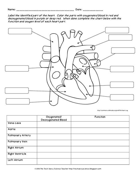 Anatomy And Physiology Diagrams To Label