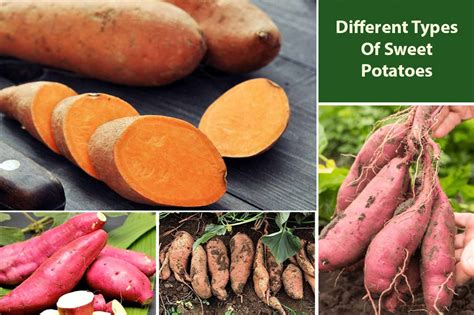 Sweet Potato Varieties Of Different Types Based On Color & Taste ...