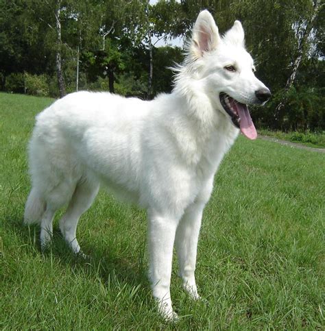 American White Shepherd - Puppies, Rescue, Pictures, Information ...