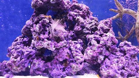 Coral Reef Plants And Animals