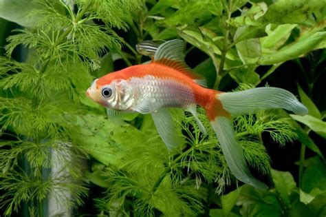 Comet Goldfish: A Care And Fact Guide For This Gorgeous Fish Species