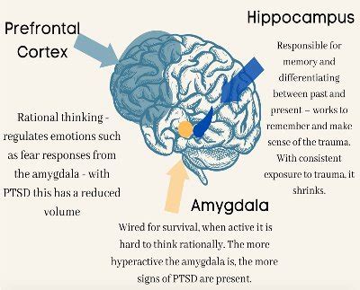 Amygdala And Hippocampus And Prefrontal Cortex