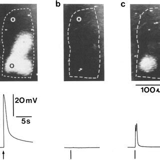 Aequorin luminescence elicited by light and by calcium injections . (A ...