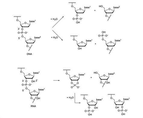 Phosphodiester Bond In Dna