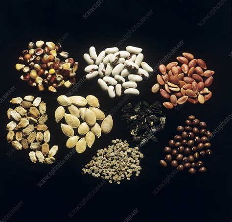 Vegetable seeds - Stock Image - B787/0472 - Science Photo Library