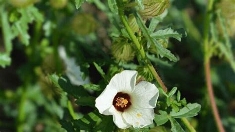 27 Rare Kinds of Hibiscus That Will Take Your Breath Away