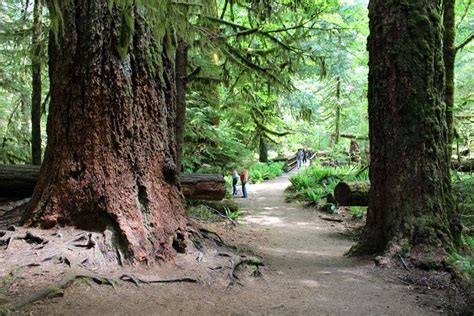 10 Top-Rated Hiking Trails on Vancouver Island, BC | PlanetWare