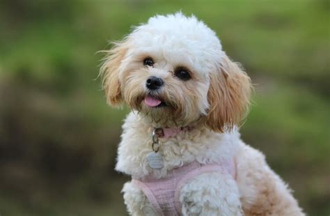 Maltese Toy Poodle Mix Lifespan | Wow Blog