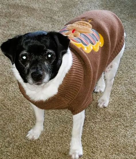 Best Dog Thanksgiving Costumes for Turkey Day.