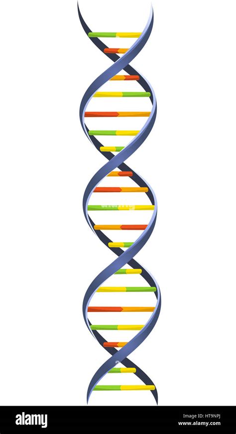 DNA Blood Chromosome Chain Helix Model Science Molecular Spiral ...