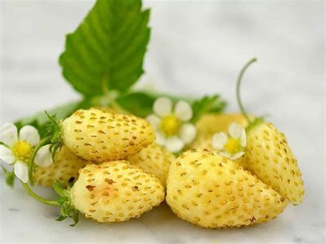 Alpine Yellow Wonder Strawberry Variety Info And Grow Guide ...