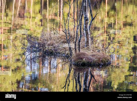 Fall colors in the forest Stock Photo - Alamy