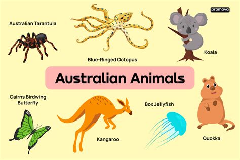 Australian Animals Names