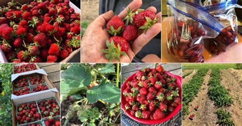 20 Top Strawberry Harvesting Tips – Strawberry Plants