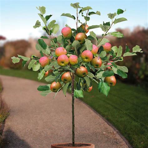 Growing Apple Trees in Pots | How to Grow apple tree in a Container ...