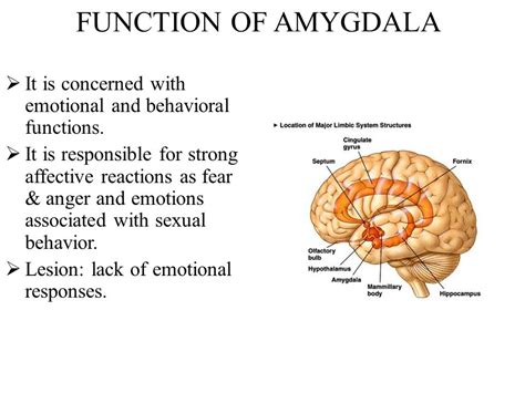 Amygdala : Anatomy, Location & Function - Anatomy Info