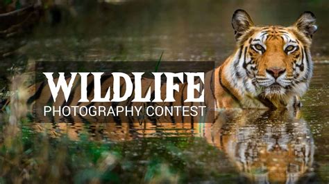 Wildlife | Photo Contest Insider