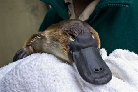 Godzilla Platypus Fossil Found In Australia Suggests Creature Was Twice ...