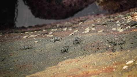 Marine Crabs Scuttle Across Tidal Rock Pool. Wild Crustaceans Forage ...