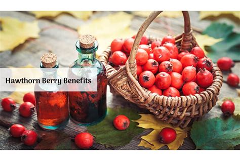 Hawthorn Berry Benefits: A Gift For All Of Humankind