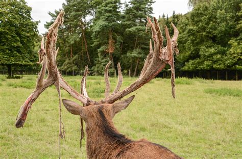 Red Deer Antlers with velvet skin falling off by LuDa-Stock on DeviantArt