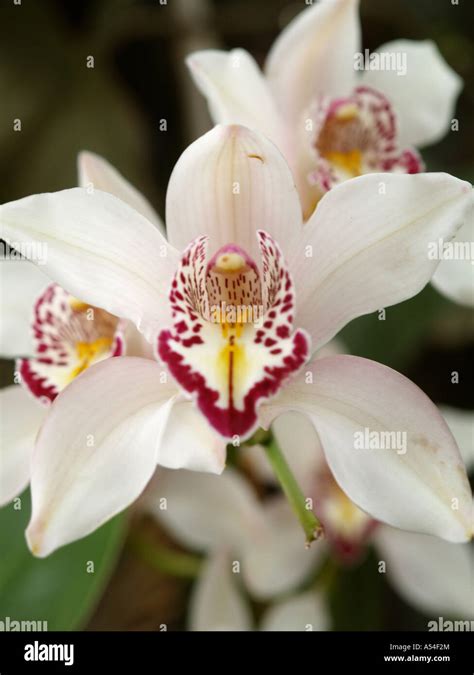 Orchids garden flowerage madeira hi-res stock photography and images ...