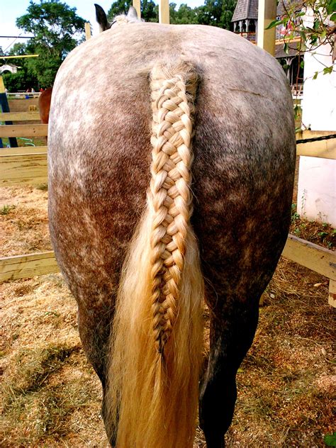 Horse Hair Style Images - Hair Style