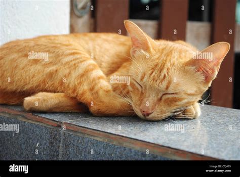 sleeping yellow cat Stock Photo - Alamy