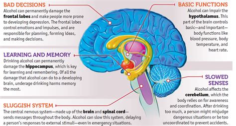 Alcohol and Your Brain | Ask, Listen, Learn