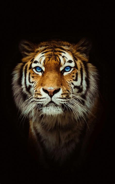 Tiger Wallpaper 4k - Cool Tiger Wallpapers for Android