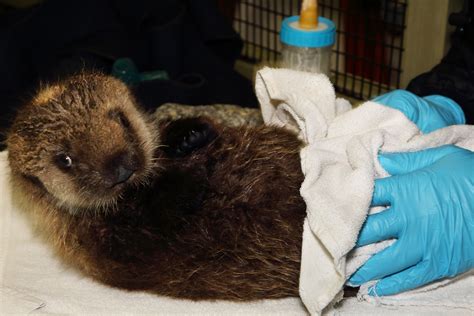 Orphan Otter Pups Get A New Home, Have The Best Day Ever | HuffPost