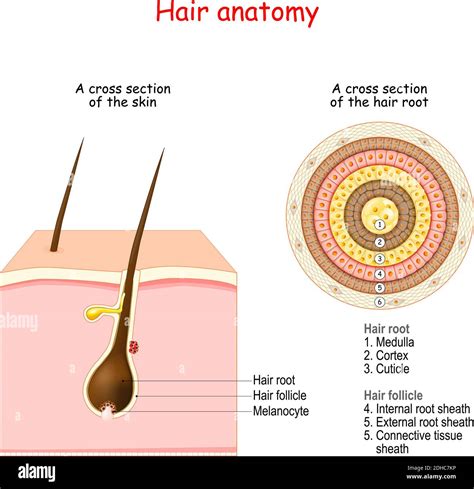 Hair follicle structure and anatomy. Cross section of the human skin ...