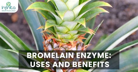 Bromelain Enzyme: Uses and Benefits | Infinita Biotech