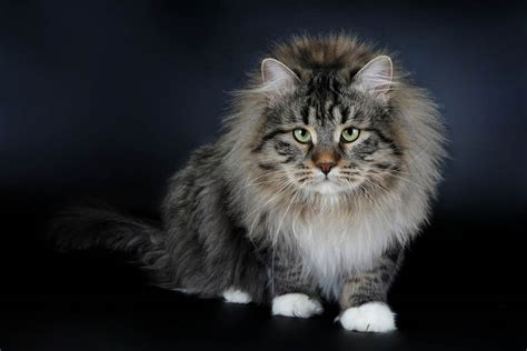 Siberian Cat Breed Information - Cat-World