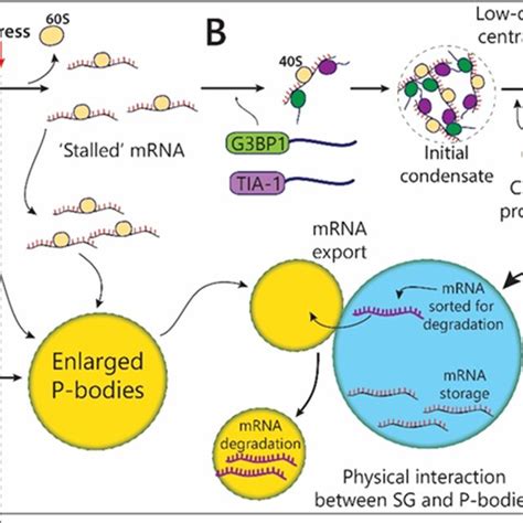 Examples of LLPS (or suggested to be LLPS) compartments formed or ...