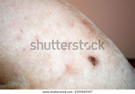 Allergy Flea Dermatitis Eczema Wound On Stock Photo 2244469347 ...