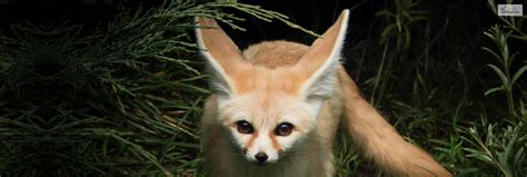 Getting A Fennec Fox Pet: Check Out The Pros & Cons!