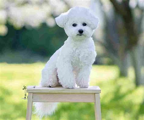 Bichon Frise Dogs - All About The Bichon Frise Dog Breed - Dog Breeds ...