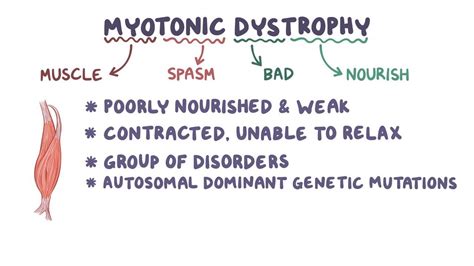 Myotonic dystrophy: Video, Anatomy & Definition | Osmosis