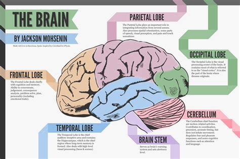 Basic Brain Diagram And Functions Parts Of The Human Brain A