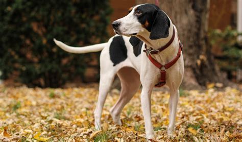 Treeing Walker Coonhound Dog Breed Information, Pictures & Advice