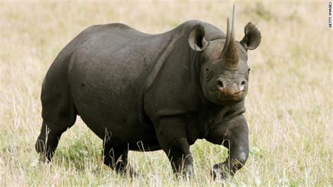 Winner of rhino hunting auction: My $350,000 will help save species - CNN