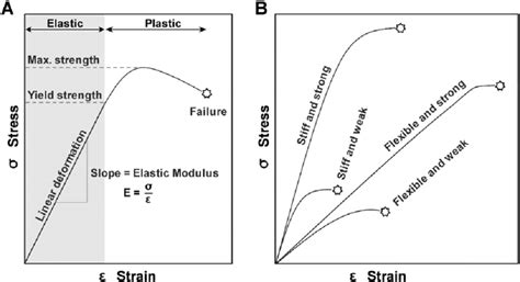 Schematic diagram showing typical stress–strain curves. (A) The ...