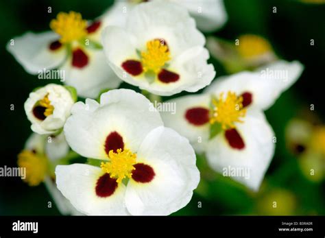 Group of white orchids Stock Photo - Alamy