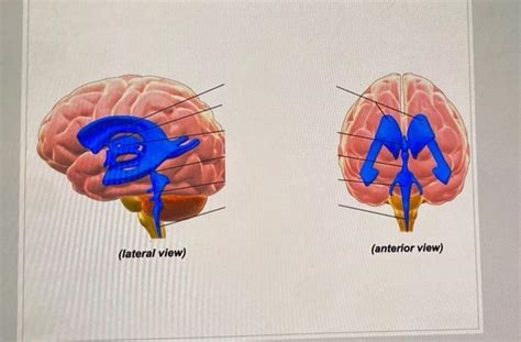 Solved Anterior Posterior (lateral view) (anterior view) | Chegg.com