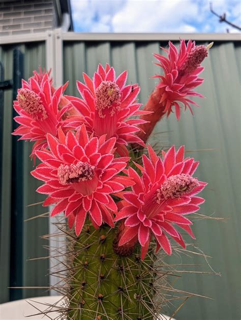 Cactus flowers : r/cactus