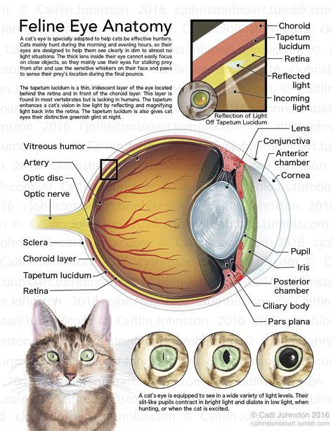 cat eye diagram - Uploadium